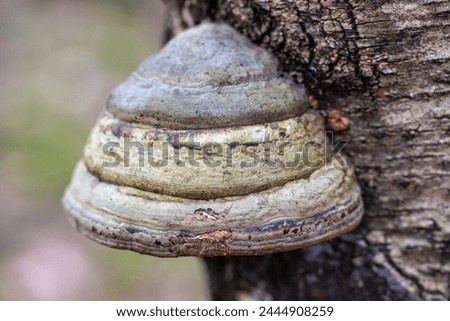 tree fungus beside a stump Royalty-Free Stock Photo #2444908259