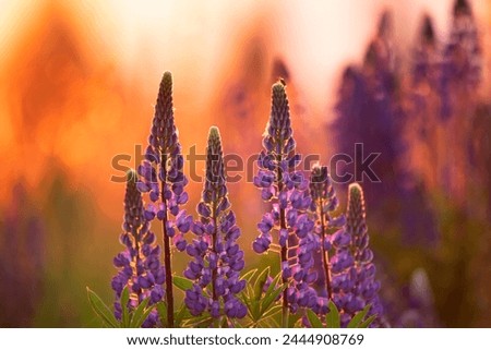 lupine flowers in the evening