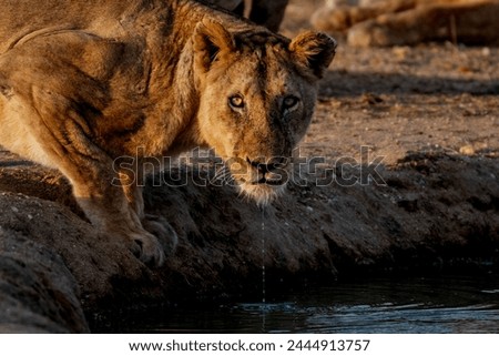 female lioness drinking water in prefect light  Royalty-Free Stock Photo #2444913757