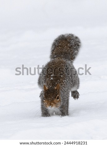 Gray squirrel jumping in snow
