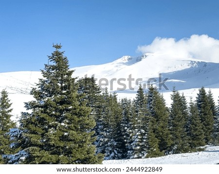 pine trees in the foreground snowy landscape from Uludag in the background. High quality photo