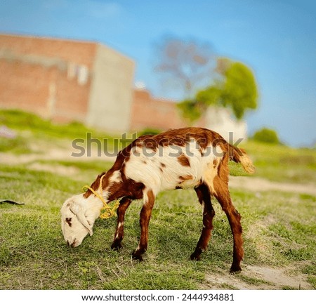 Brown and white goat grazes in a lush green field
This image features a brown and white goat with short horns peacefully eating grass in a sunny field. Royalty-Free Stock Photo #2444934881