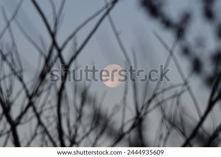 Moon over the branches of a tree