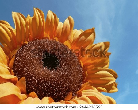 yellow sunflower summer flowers and green leaf tropical pattern on blue sky.