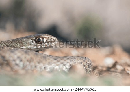 Portrait of an orange-eyed Montpellier snake (Malpolon monspessulanus) with out-of-focus vegetation in the background