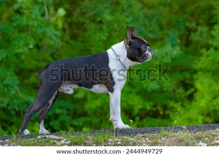 Outdoor portrait of a 2-year-old black and white dog, young purebred Boston Terrier in a park. Boston Terrier dog posing in city center park. Large copy space, blurry background.