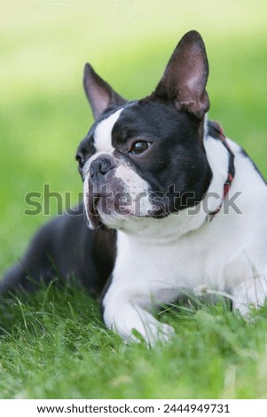 Outdoor head portrait of a 3-year-old black and white dog, young purebred Boston Terrier in a park. Boston Terrier dog posing in city center park, lying in the grass after a walk.