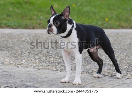 Cute, small, Boston Terrier puppy with leash. Waiting for is owner on tarmac. 7-month-old Boston Terrier purebred in a park standing. work of education and obedience with young .