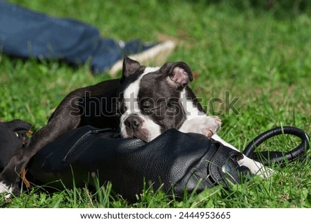 Young purebred Boston Terrier very tired sleeps on a bag. 4-month-old purebred black and white puppy sleeps after playing in the park. Boston Terrier puppy outdoor head portrait.