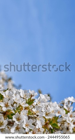 Blooming apple tree branch, bright blue sky background, vertical poster or wall screensaver, beautiful nature and change of seasons