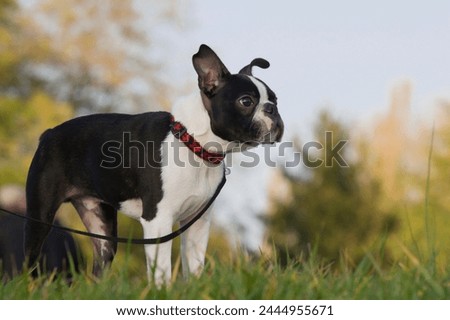 Cute purebred Boston Terrier on a leash in the park on the grass during a walk. 4-month old Boston Terrier puppy with blurry background. This photo can illustrate the work of education and obedience.