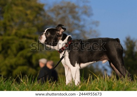 4-month-old Boston Terrier dog on a leash in the park. Black and white puppy standing on the grass during a walk. Young dog at a stop during a walk.  Outdoor head portrait of purebred Boston Terrier 