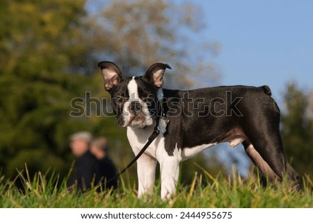 4-month-old Boston Terrier dog on a leash in the park. Black and white puppy standing on the grass during a walk. Young dog at a stop during a walk.  Outdoor head portrait of purebred Boston Terrier 