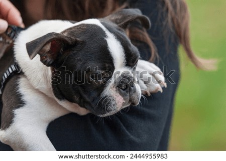 Very cute young Boston Terrier dog in the arms of its young owner. Outdoor head portrait of purebred Boston Terrier puppy.	