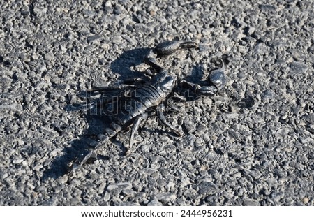 Black Scorpion, Scorpio, Wild Animal, Northern Thailand