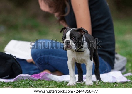 Young purebred Boston Terrier in a park in front of a reader sat in the grass. Cute 4-month-old Boston Terrier at a stop in the park. Black and white dog in a park.