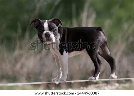 Young Boston Terrier purebred dog in a park against a green background. Cute 4-month-old Boston Terrier at a stop during a walk in the park looks to the camera. Black and white dog in a park, standing