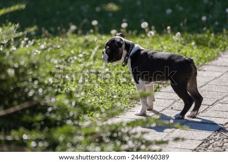 Small, cute Boston Terrier puppy in the park during a walk.Young Boston Terrier purebred dog in a park against a green background. Cute 4-month-old Boston Terrier at a stop in a park.