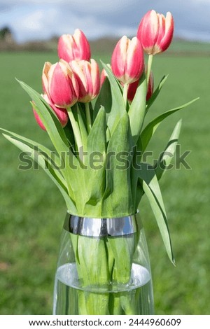 Close up of pink garden tulips (tulipa gesneriana) in a vase Royalty-Free Stock Photo #2444960609