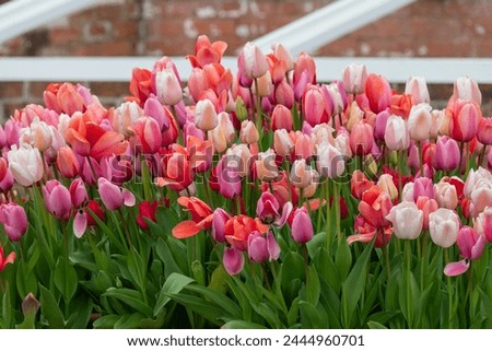 Close up of pink garden tulips (tulipa gesneriana) in bloom Royalty-Free Stock Photo #2444960701