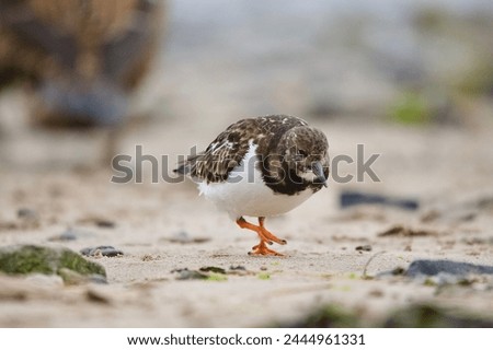 Turnstone wader bird stood at the shoreline Royalty-Free Stock Photo #2444961331