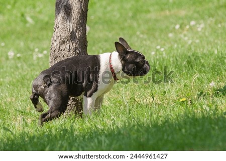 Boston Terrier male pees on a trunk of a tree. Young purebred Boston Terrier in a park during a walk. Black and white dog in a park, pees on a tree.