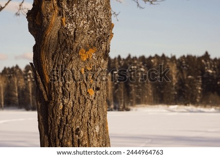 A close-up photo of a tree trunk covered with lichen against a blurred winter landscape with a frozen lake and forest. A sunny winter day.