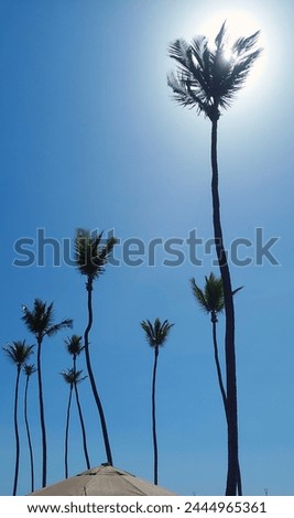 Photography of a beautiful blue sky with a shiny bright sun and coconut trees