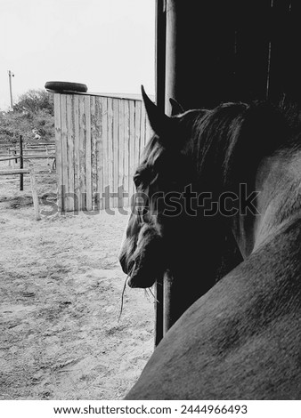 Profile shot of my horse in his stable Royalty-Free Stock Photo #2444966493