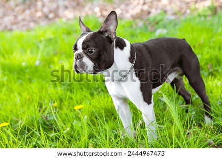 2-year-old black and white dog, young purebred Boston Terrier in a park. Boston Terrier dog in green park. Boston terrier dog male outside. Black and white dog in standing a park.