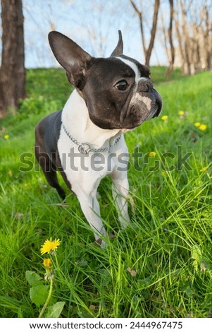 2-year-old black and white dog, young purebred Boston Terrier in a park. Boston Terrier dog in green park. Boston terrier dog male outside. Black and white dog in standing a park.