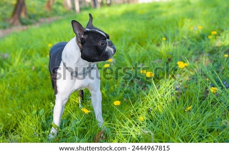 2-year-old black and white dog, young purebred Boston Terrier in a park. Boston Terrier dog on green grass. Boston terrier dog male outside. Black and white dog in standing a park.
