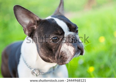 Outdoor head portrait of a purebred Boston Terrier dog in green park. Boston Terrier dog male outside. 2-year-old black and white dog, young black and white dog in a park.