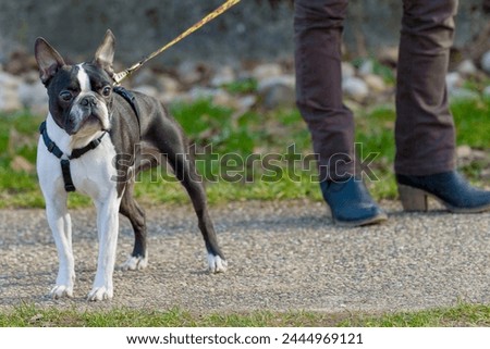 A lovely purebred Boston Terrier enjoying a day in the park. Cute 2-year-old Boston Terrier at a stop during a walk in the park looks to the camera. Black and white dog  on a lead with a collar.