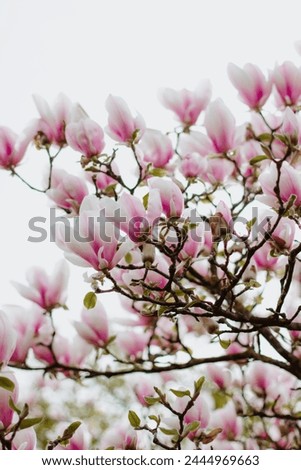 Magnolia tree blooming in the springtime. Delicate pink flowers.