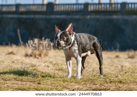 Outdoor head portrait of a 2-year-old black and white dog, young purebred Boston Terrier in a park. Boston terrier dog posing in city center park.