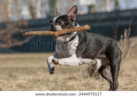 Boston Terrier dog playing in the park. Outdoor head portrait of a 2-year-old black and white dog, young purebred Boston Terrier in a park. A black and white dog playing with a branch in a park.