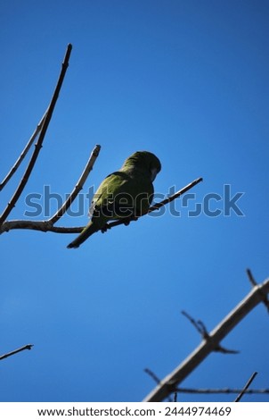 PICTURE OF A GREEN BIRD ON A TREE BRANCH IN TORRE DEL MAR ALAGA  13 NOVEMBER 2023
