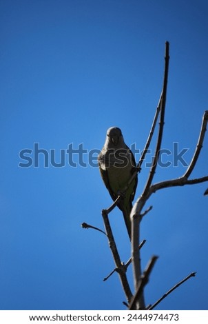 PICTURE OF A GREEN BIRD ON A TREE BRANCH IN TORRE DEL MAR ALAGA  13 NOVEMBER 2023