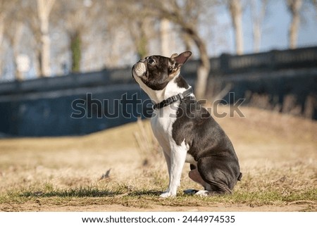 Boston Terrier dog playing in a park. Outdoor head portrait of a 2-year-old black and white dog, young purebred Boston Terrier in a park. Black and white dog plays with his owner in a park.