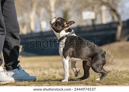 Boston Terrier dog playing in a park. Outdoor head portrait of a 2-year-old black and white dog, young purebred Boston Terrier in a park. Black and white dog plays with his owner in a park. Royalty-Free Stock Photo #2444974537