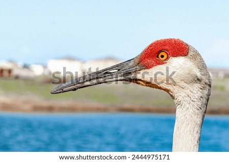 side view, close up of, a close up of, head of a sand hill crane, at edge of a tropical lake Royalty-Free Stock Photo #2444975171