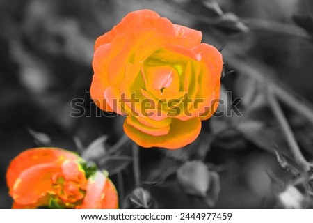 Blooming orange roses and black and white background, NO AI