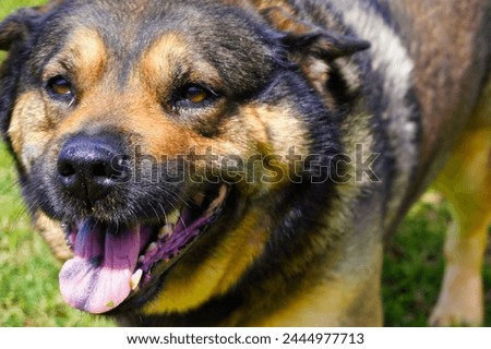 This is a picture of a German Shepard dog, running through a yard, with a tennis ball.