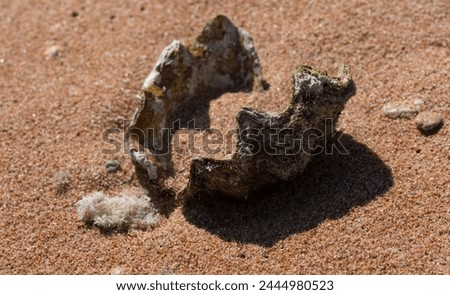 The maxima clam (Tridacna maxima), also known as the small giant clam. The fauna of the Red Sea. Sand, pebbles, corals. Background with a marine theme.