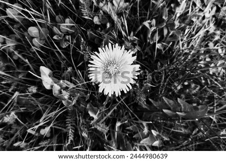 Blooming dandelion in grass, flower and grass and leaves, spring motif, black and white photo