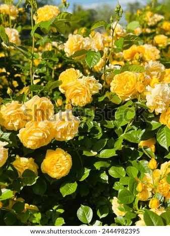 Yellow rose flower yellow rose