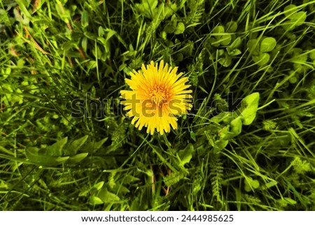 Blooming dandelion in grass, yellow flower and green grass and leaves, spring motif, color photo