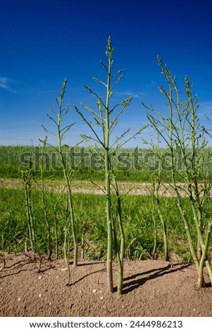 Full grown green asparagus in the field after harvest time on a sunny summer day  Royalty-Free Stock Photo #2444986213