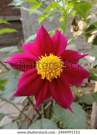 pink flower picture red flowers natural high quality photos 